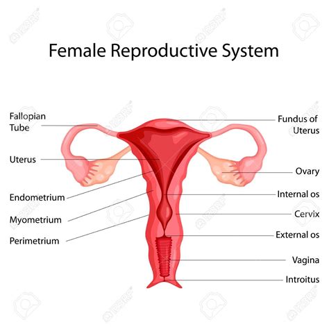 The reproductive system of a female produces gametes and allows her body to support a developing fetus. Image Of Female Reproductive System Diagram . Image Of ...