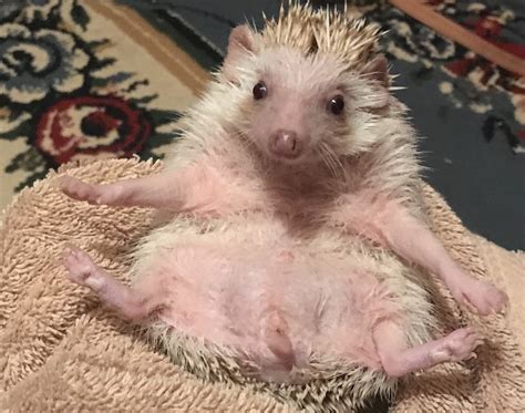 Oz 4,026 $5.22 $ 5. Airing it all out after an oatmeal bath! : Hedgehog