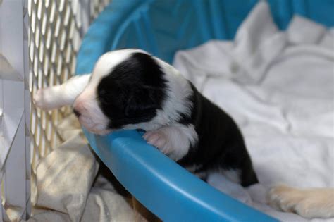 The best way to contain the puppies and the mother is by placing them in a whelping box. 10 Best Practices for Whelping Puppy Litters