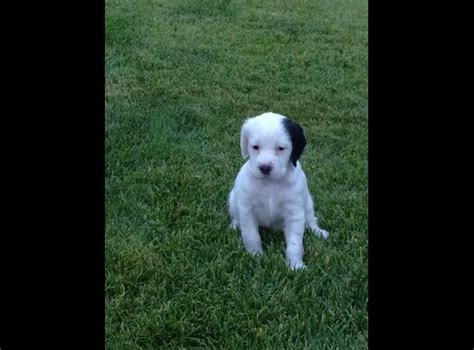 Click on photos to enlarge. Llewellin Setter puppy | Setter puppies, English setter, Puppy love