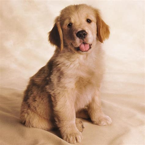 È difficile non amare un cucciolo di golden retriever. cerco cucciolo golden retriver in regalo | Petpassion