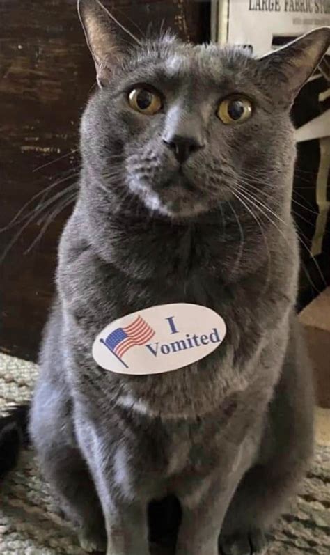 It was created in 2002 by the international fund for animal welfare. Proud Cats Who Voted In US Election 2020