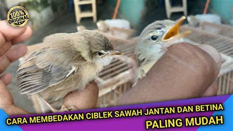 Pancingan prenjak sawah betina nembak rapat sangat cocok unt. Vidio Suara Cici Padi Betina / Download Suara Burung ...