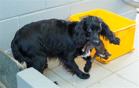 While the reason why dogs eat their own puppies is a grim topic, it's important to understand why this happens. Birthing gundogs - Shooting UK