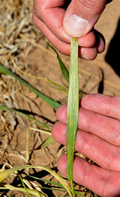 Research seeks early detection of wheat streak mosaic virus | AgriLife ...