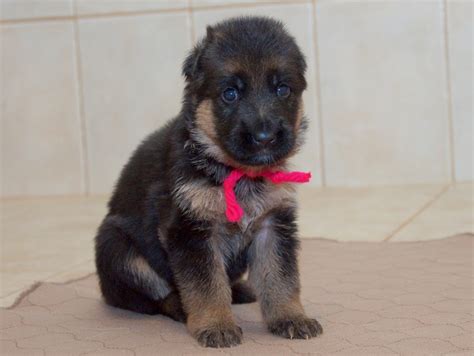 Illinois humane is a springfield, illinois based 501(c)(3), license animal welfare organization, animals are maintained in foster homes and commercial kenneling. Vollmond - German Shepherd Puppies For Sale | Chicago ...