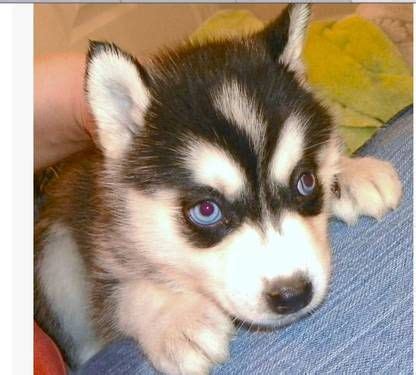 Husky puppies and dogs in houston, texas. Pomeranian Husky Puppies For Sale In Houston - Pets Lovers