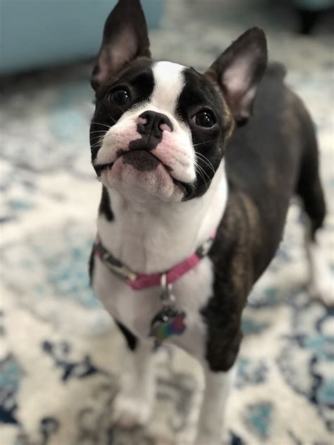 This breeder is a member of. Frenchton | Pets, Boston terrier, Terrier