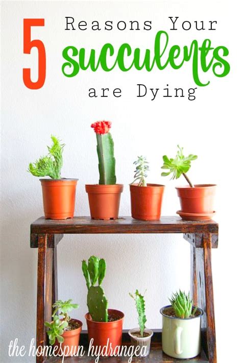 Luckily, with these simple tips, you will be able to identify what's causing your cactus to die and be able to save it before it's too late. 5 Reasons Your Succulents are Dying and What to Do - The ...