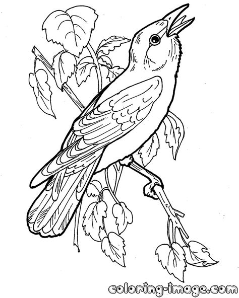 Students are encouraged to complete this informational challenge by creating an acronym. Orioles Coloring Pages at GetDrawings | Free download