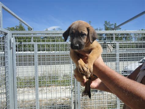 Disponibile pastore tedesco maschio di 3 anni proveniente da allevamento con genitori selezionati. Cuccioli in cerca di casa al rifugio del cane di Colle ...