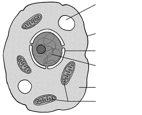 Maybe you would like to learn more about one of these? Eukaryotic Cells - Animal and Plant Cell Parts (quiz ...