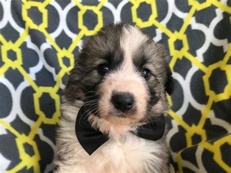 Shetland sheepdog, sheltie puppies for sale by reputable breeders who comply with all standards. Great Pyrenees Sheepdog Mix Mix puppy for sale in ...