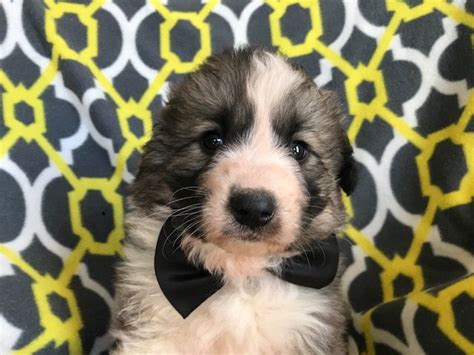 We may earn money or products from the companies mentioned in this post. Great Pyrenees Sheepdog Mix Mix puppy for sale in ...