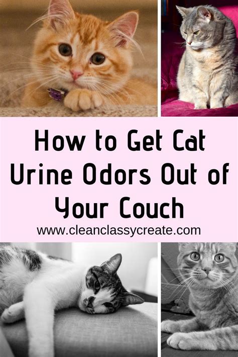 When you have been prescribed morphine, be conscious that it can be detected on a urine drug display screen which includes those given for. How to Get Rid of Cat Urine Odors in Your Home (8 Common ...