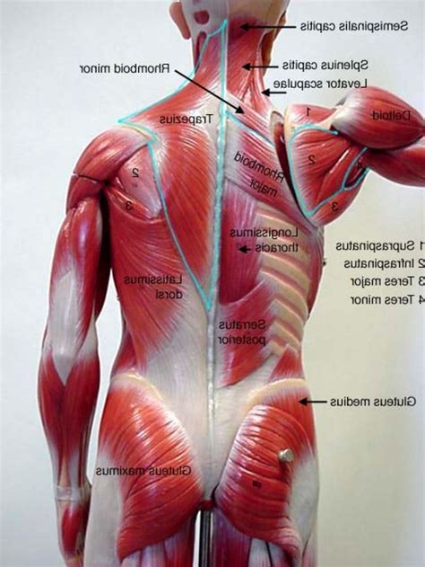 Anatomy of the human body. Human Lower Back Muscles Anatomy Photo | Muscle anatomy ...