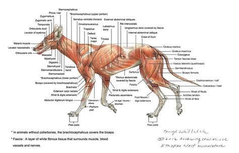 Quad leg muscles anatomy labeled diagram, vector illustration fitness poster. https://s-media-cache-ak0.pinimg.com/736x/68/2f/67 ...