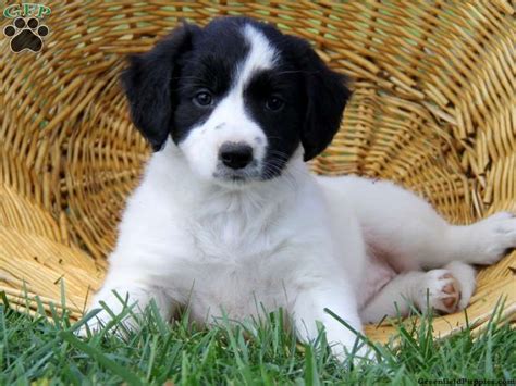 Finding puppies the easy way. Cassie Mae, Border Collie Mix puppy for sale in Strasburg ...