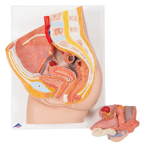 This page provides a photo gallery that presents the anatomy of the abdomen by means of ct (axial, coronal, and sagittal reconstructions). Anatomical Teaching Models | Plastic Human Pelvic Models ...