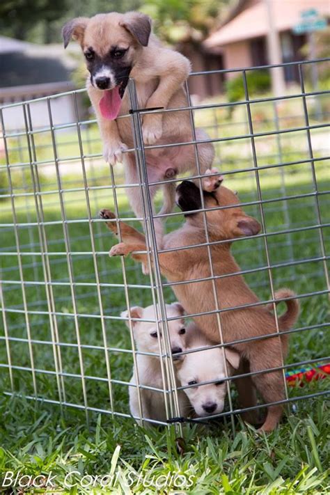 They'll also make keen watchdogs and will forever be loyal to family. These puppies are Available for adoption through SouthBark ...