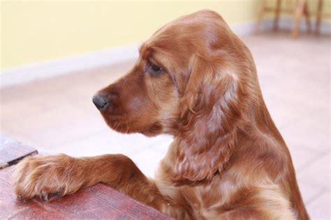 What is a heart murmur in dogs? Kirkavagh Irish Setters - Puppies