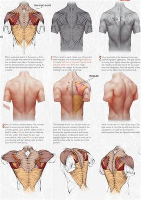 The back muscles are divided into two large groups: Male Back Muscles Reference - Back Muscles Ref Page 7 Line ...