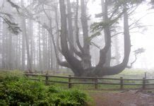 Deep in the woods near damascus, oregon sits the temple of oculus anubis. The Temple of Oculus Anubis: Creepiest place in Oregon ...