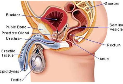 What does a testicular lump feel like varies depending on the origin. Signs of Cancer in Men: Could it Be Cancer?