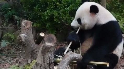 The zoo spent about $7m on a new enclosure for the animals which will be their new home for the next 10 years. China Panda Kai Kai and Jia Jia @ Singapore River Safari ...