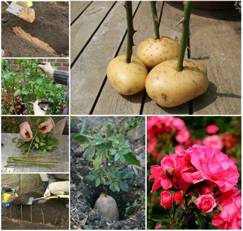 The peanut cactus can certainly impress the onlooker. How to Grow Hydrangeas from Cutting