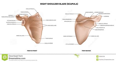 Referential kinship terms in matukar panau (oceanic, papua new guinea) are obligatorily possessed. Schouderblad (schouderblad) Vector Illustratie ...