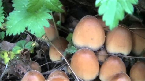 Maybe you would like to learn more about one of these? Early Spring Edible Mushrooms of Pennsylvania - YouTube