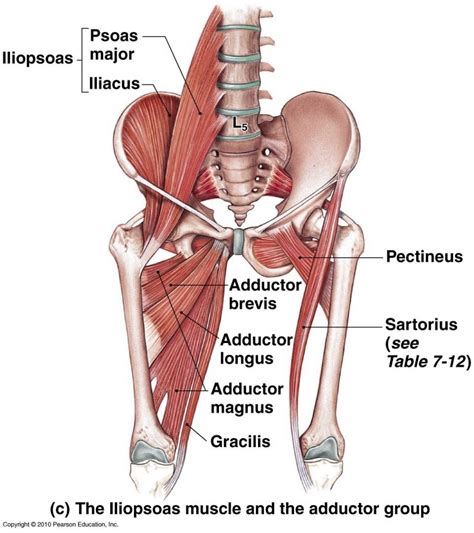 The hip and groin muscles attempt to compensate for this lack of stability and muscle strength. Anatomy panosundaki Pin