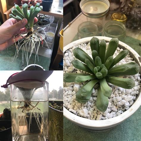 All cactus belongs to the succulent family and are generally well while smaller and younger cacti will need less water but more frequently. Repotting day after some much needed water therapy ...