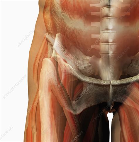 There are 206 bones in the human body. Human male hip showing bones and muscles - Stock Image - C006/2020 - Science Photo Library