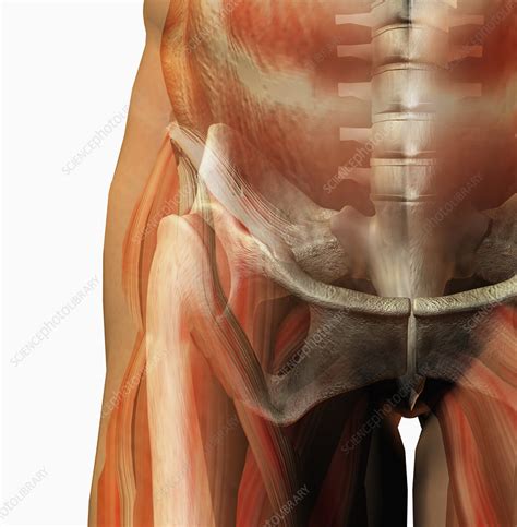 Muscles are attached to bones by strong tendons. Human male hip showing bones and muscles - Stock Image - C006/2020 - Science Photo Library