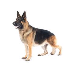 เยอรมันเชฟเฟิร์ด (german shepherd) จงรักภักดี แข็งแกร่ง ไม่ก้าวร้าว. หมวดหมู่ทั้งหมด - MDOGS