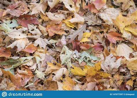 Pastel Assortment Of Fall Leaves Stock Image - Image of assortment ...