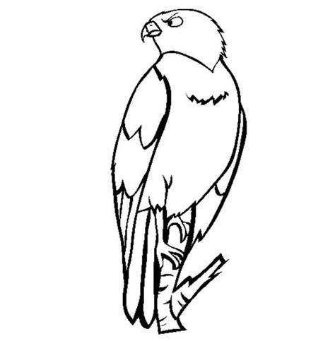 I know how much you all love some freebies too so i have some awesome printable activity and coloring pages plus some fun facts about the film. Falcon Bird | NetArt