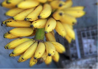 Serta, cobalah memecah asupan makanan harian menjadi lima atau enam porsi kecil untuk mencegah sulit bab. Buah Untuk Bayi 8 Bulan | si kecil