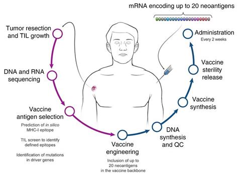 A ribonucleic acid ( rna) vaccine or messenger rna ( mrna) vaccine is a type of vaccine that uses a copy of a molecule called messenger rna (mrna) to produce an immune response. Mrna Vaccine Cancer - Wsfngank7 Bi6m / Who else can take the.