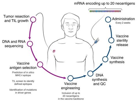 Messenger ribonucleic acid (mrna) vaccines are a novel technology that stimulates the body's own immune response. Mrna Vaccine Cancer - Wsfngank7 Bi6m / Who else can take the.