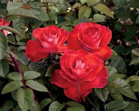 Check spelling or type a new query. Smokin' Hot Rosa Hybrid Tea from Regan Nursery