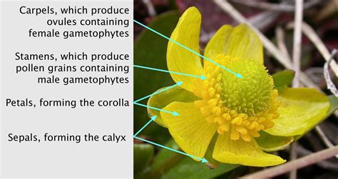 The flower has both male and female reproductive parts. Name the parts of bisexual flower that are not directly ...