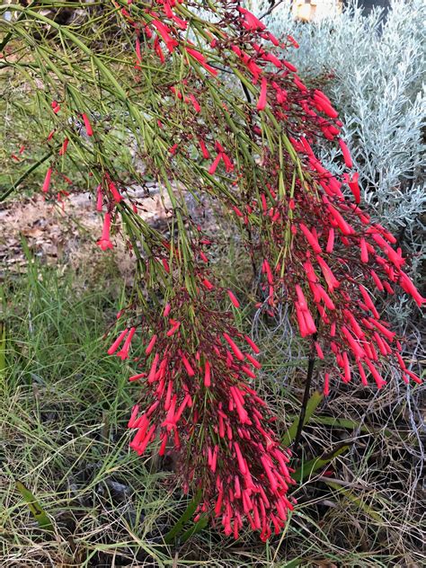 Wildflower season is in full bloom. Russelia equisetiformis - fountainbush #Flowering #Perth # ...