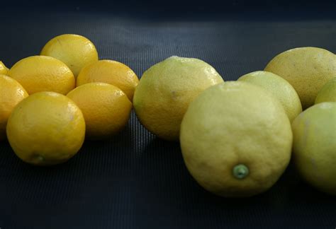 Lemons & Meyer Lemons | Suburban Tomato