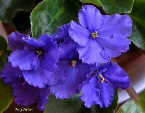 Former first lady nancy reagan, who as an aspiring actress married affable leading man ronald reagan, and then offered her unfailing support and hollywood style as his unlikely political career took them to the sacramento's governor's mansion and then all the way to the white house, has died. JN3_1329 | Nancy's African Violet | Jerry Nelson | Flickr