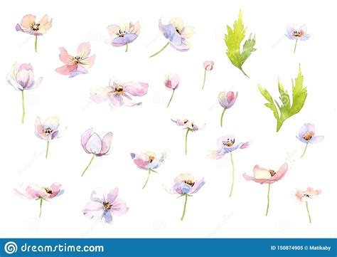 Fiori che durano alle intemperie. Fiori Bianchi Di Rosa Dell'acquerello Del Disegno Della ...