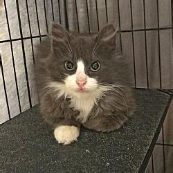 If you rent or are a part of a housing association, please describe the facility (townhouse, apartment, duplex). East Brunswick, New Jersey - Domestic Longhair. Meet ...