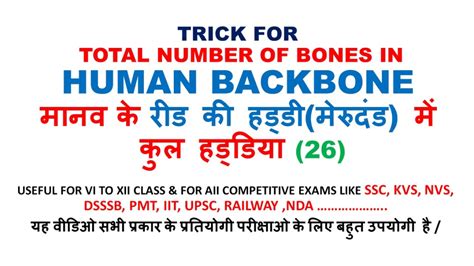 Lower arm bones (4 bones in total, 2 on each side) left bone. TOTAL NUMBER OF BONES IN HUMAN BACKBONE ||मानव के रीड की ...